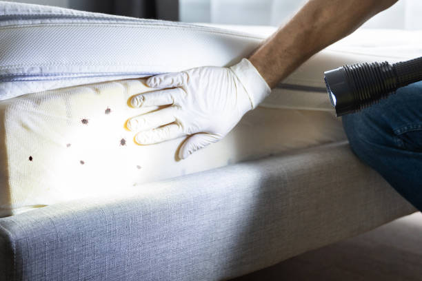 Best Ant Control Services  in Saunders Lake, OR