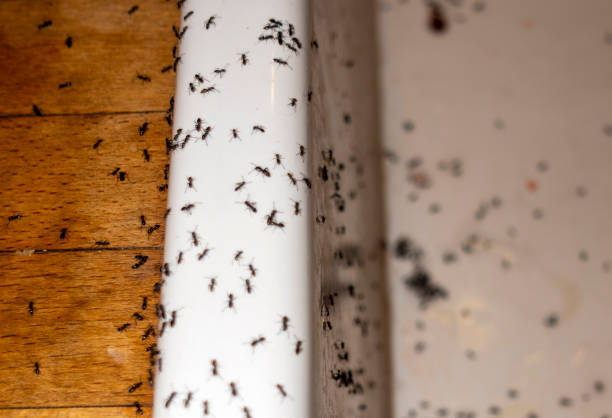 Best Pest Inspection Near Me  in Saunders Lake, OR
