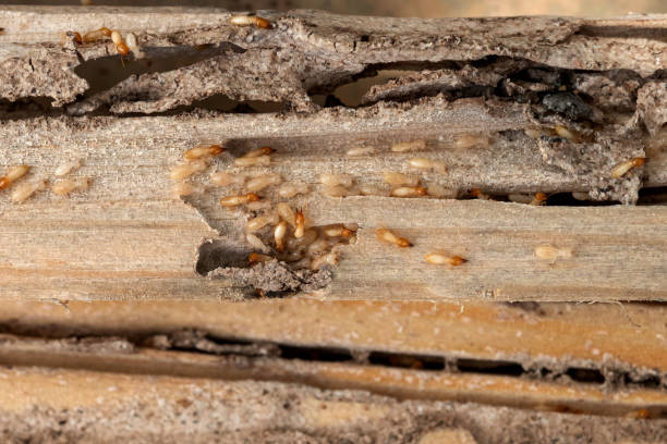 Best Pest Control Near Me  in Saunders Lake, OR