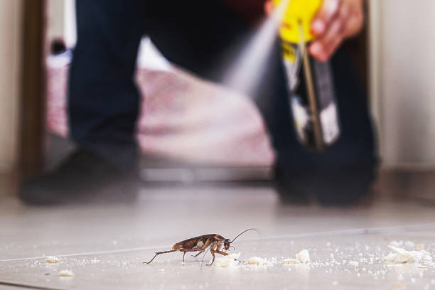 Best Spider Control Near Me  in Saunders Lake, OR